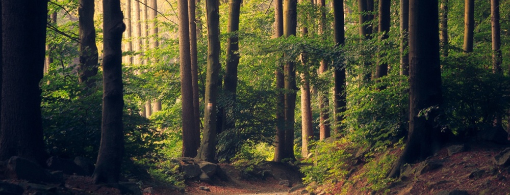 forest-1
